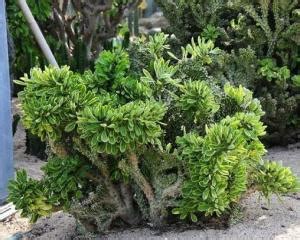 玉麒麟植物|花叶玉麒麟 Euphorbia neriifolia cv. Crest ...